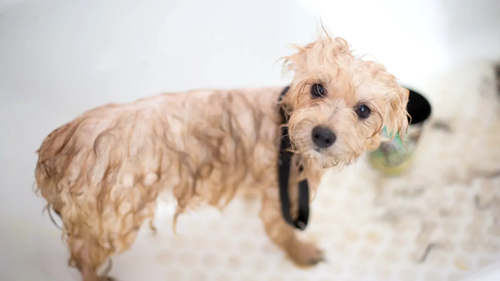 How to Tell If Your Dog Needs Ear Cleaning