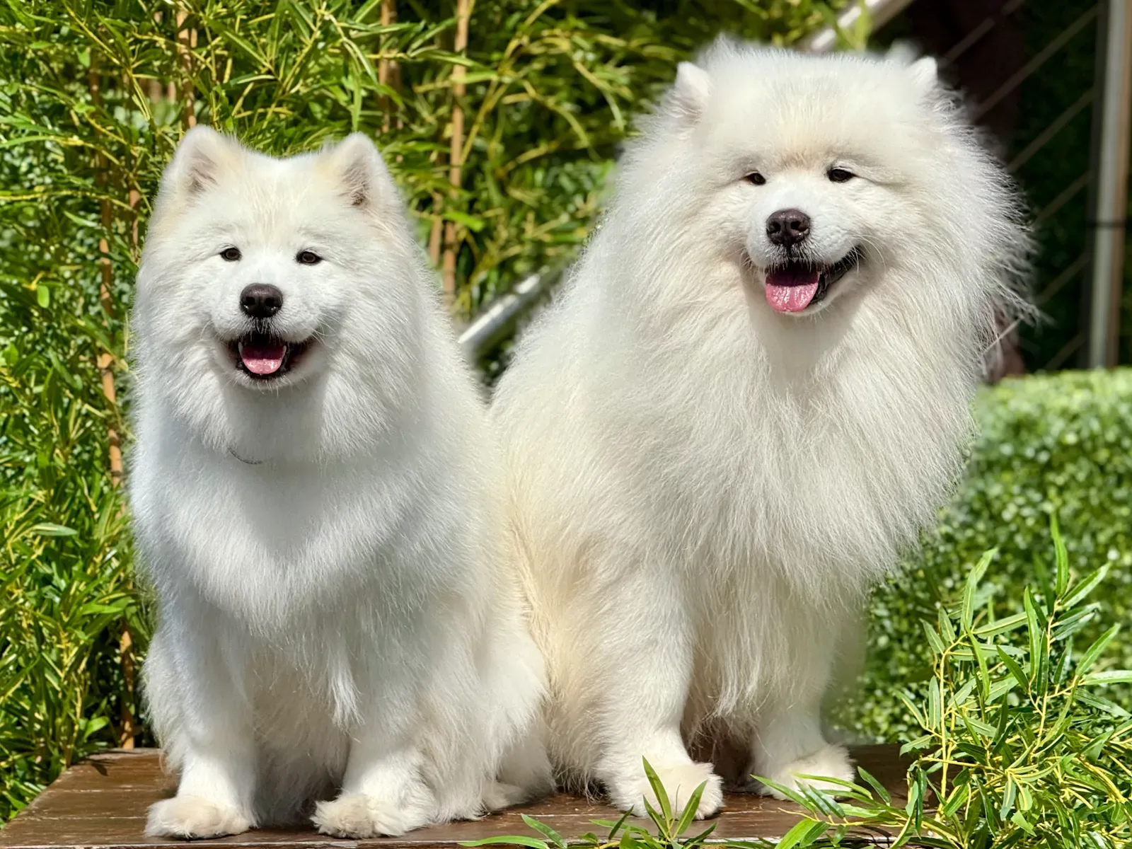 How to Prepare Your Dog for Their First Mobile Grooming Appointment