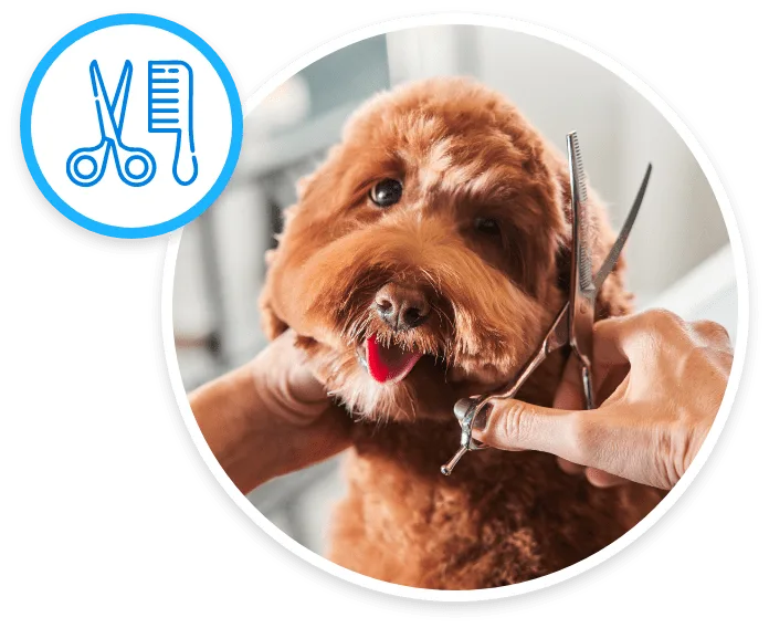 Mobile Grooming vs. Salon Grooming: What's the Real Difference?
