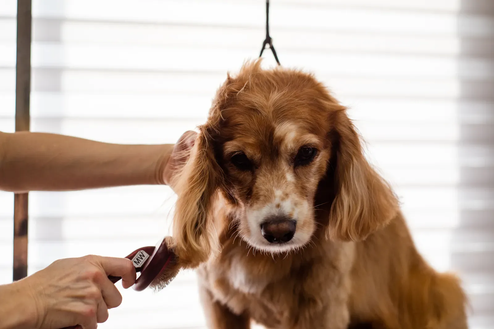 Bath & Brush — Zoomin Groomin