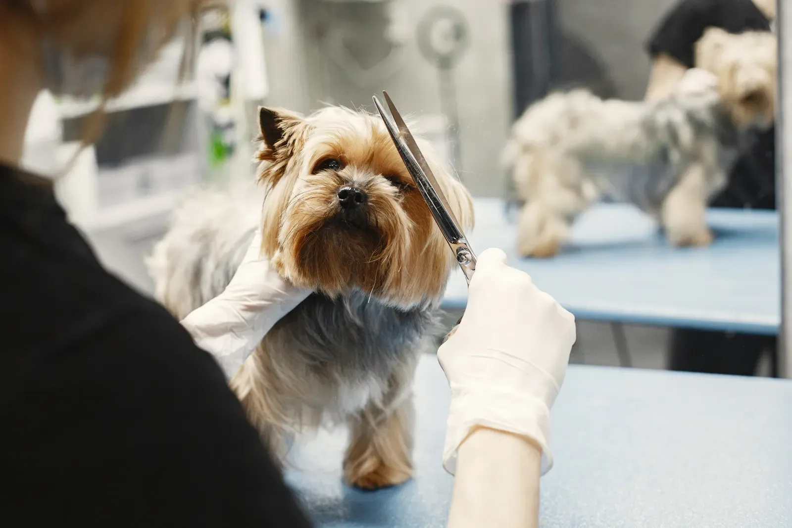 Breed-Specific Cuts — Zoomin Groomin