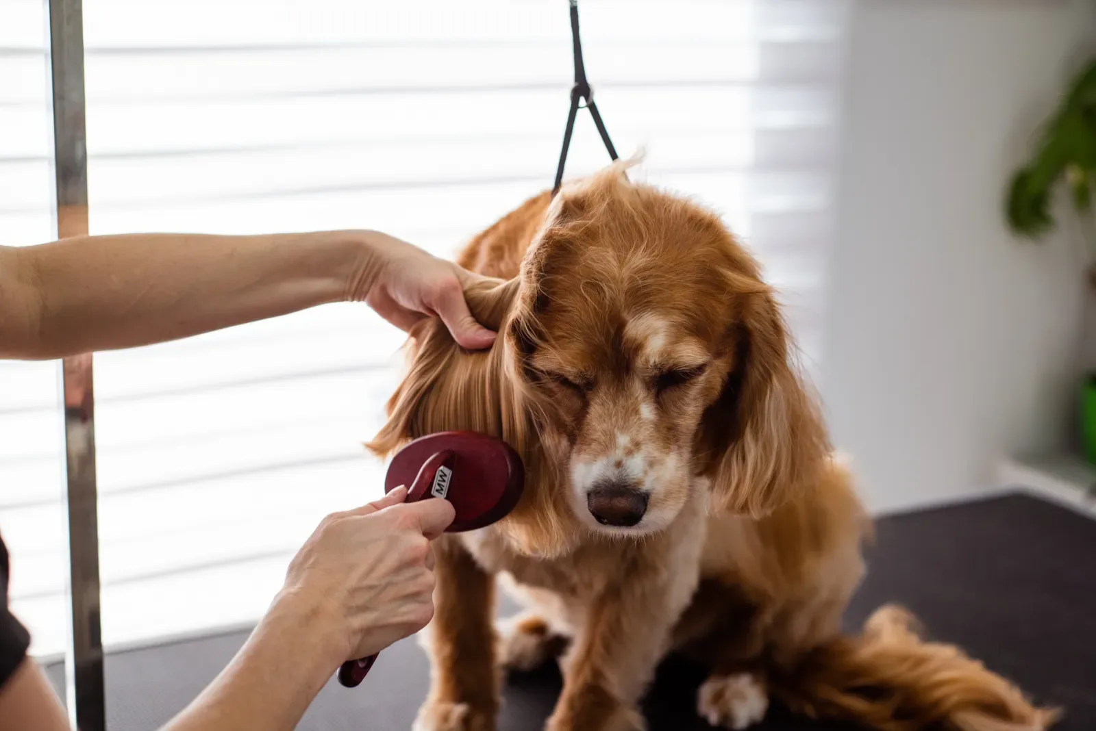 De-Shedding Treatment — Zoomin Groomin