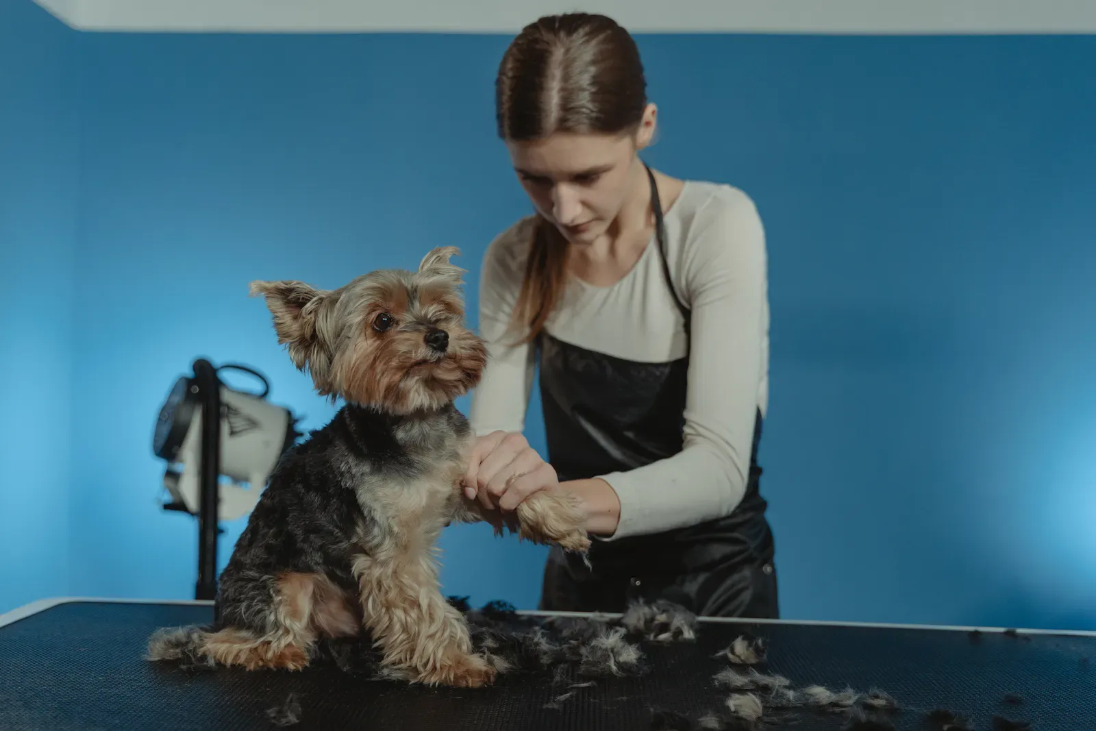 Full-Service Grooming — Zoomin Groomin