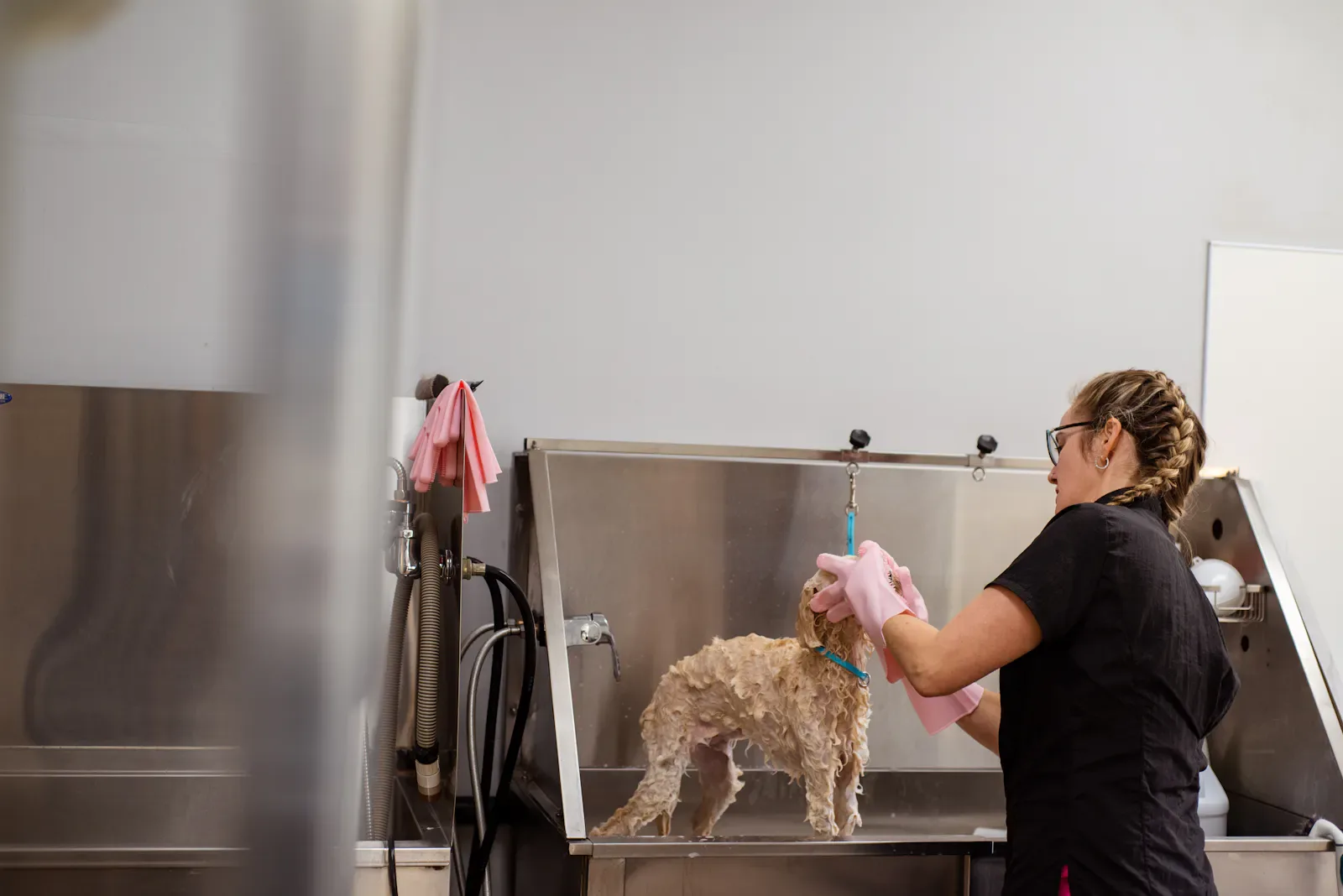 Puppy Introductions — Zoomin Groomin